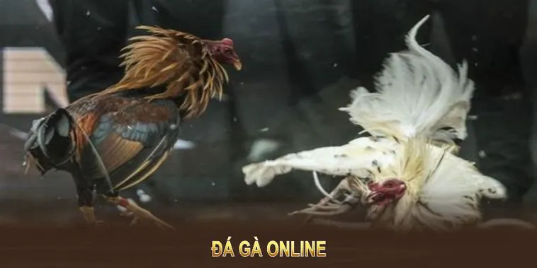 Bí Quyết Chơi Đá Gà GA28 Tại WW88 Để Tăng Cơ Hội Thắng Lớn 2 Bí Quyết Chơi Đá Gà GA28 Tại WW88 Để Tăng Cơ Hội Thắng Lớn